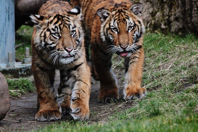 Izmir Wildlife Park