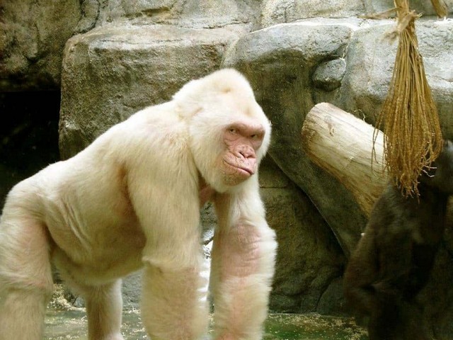 Barcelona Zoo