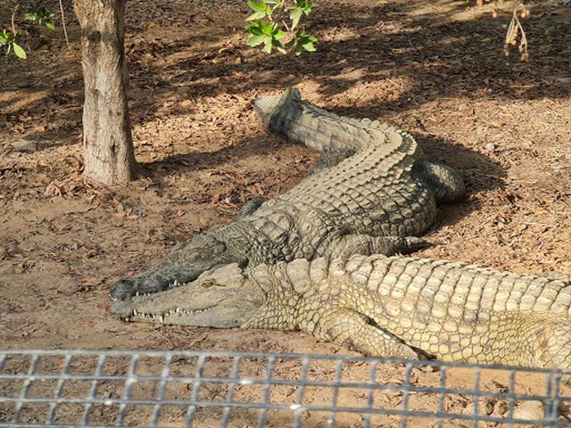 Ras al Khaimah Zoo