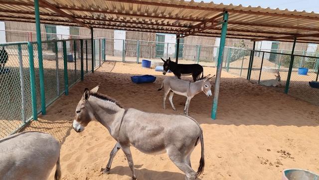 Ras al Khaimah Zoo Ticket Price