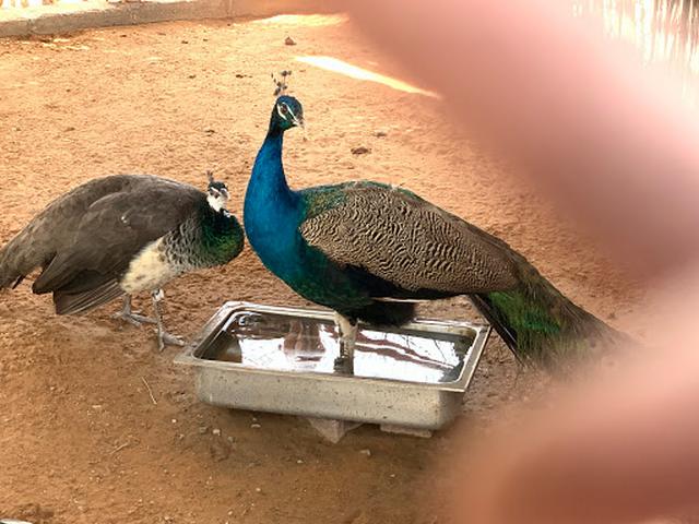 Ras al Khaimah Zoo