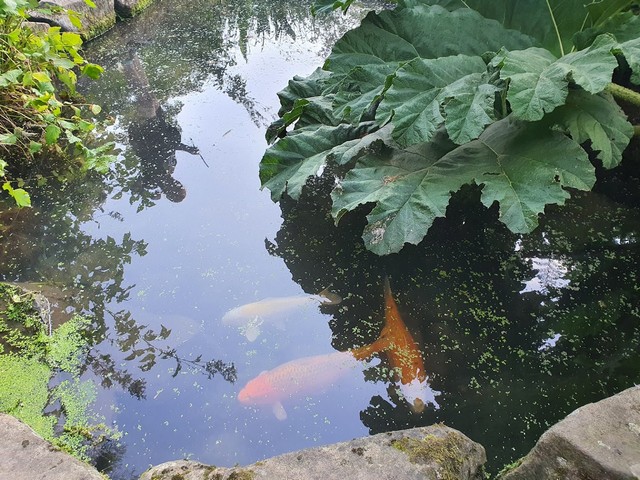 Sheffield Botanical Garden