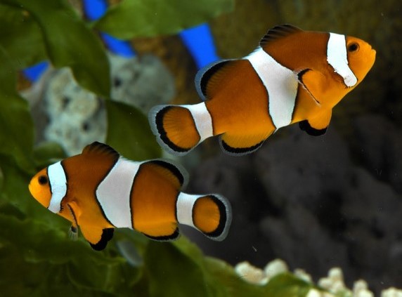 Aquarium Barcelona