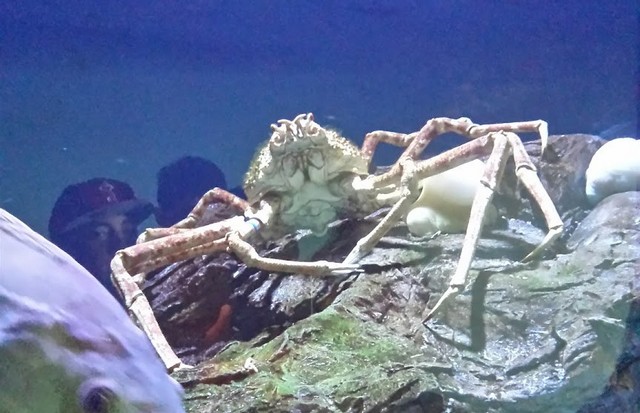 Aquarium of the Pacific in Los Angeles