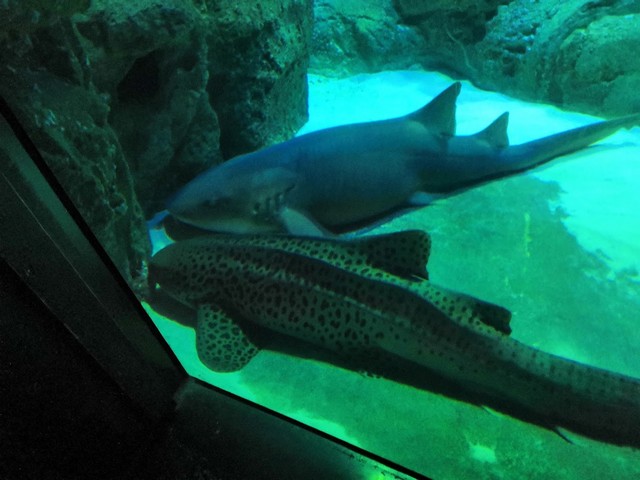 Aquarium in Paris