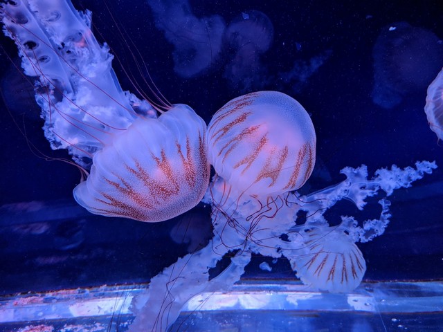 Paris Aquarium