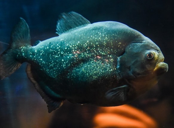 اكواريوم برايتون - Sea Life Brighton