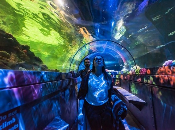 اكواريوم برايتون - Sea Life Brighton