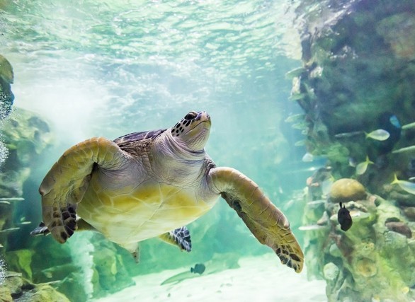 best attractions in Brighton for families