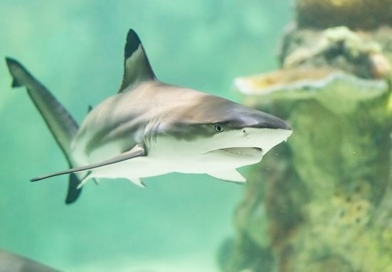 أكواريوم برايتون - Brighton Aquarium