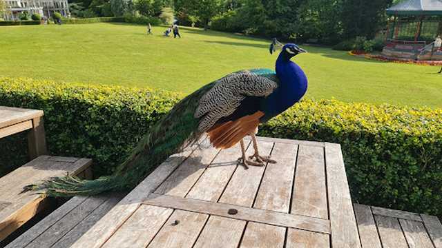 The Birmingham Botanical Gardens