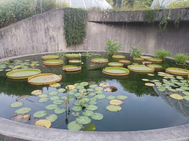 الحديقة النباتية لجامعة زيورخ _ Botanical Garden Zurich