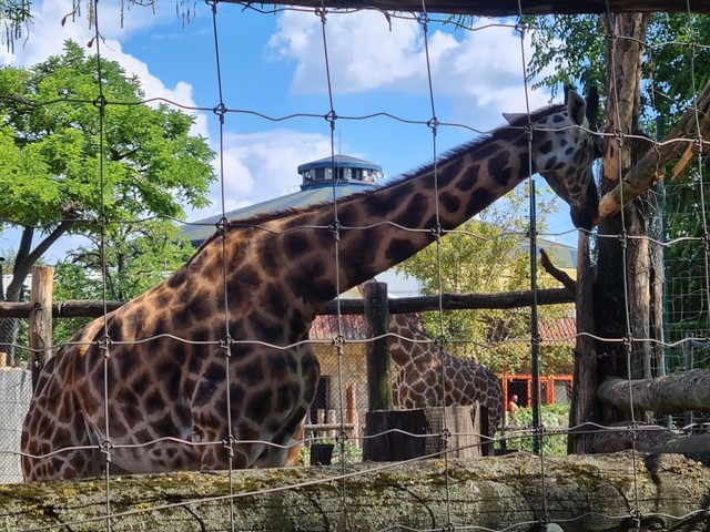 Budapest Zoo