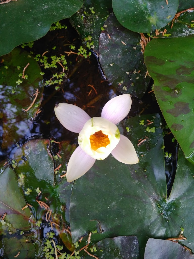 Diomidous Botanical Garden Athens