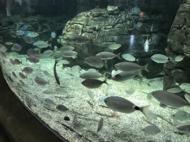 Istanbul Aquarium