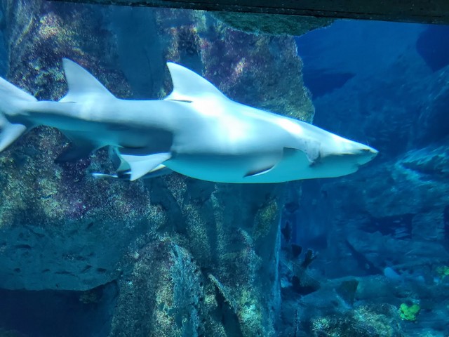 Istanbul Aquarium