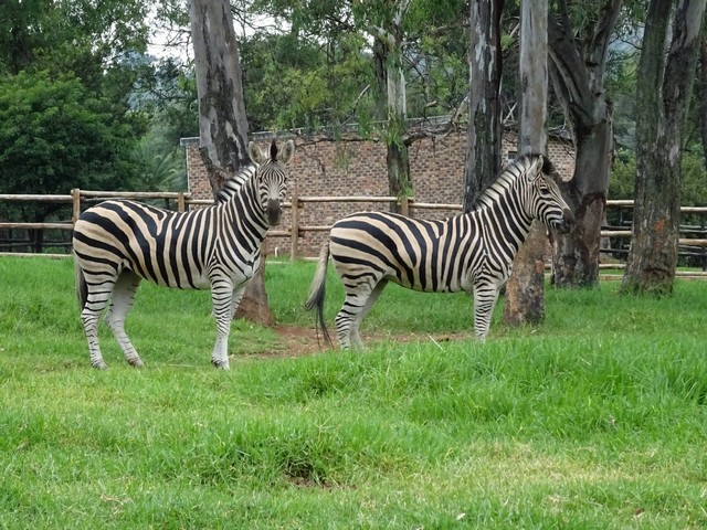 Johannesburg Zoo