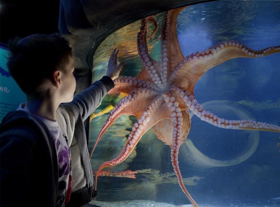 اكواريوم كيلي تارلتون اوكلاند - Kelly Tarlton's Sea Life Aquarium