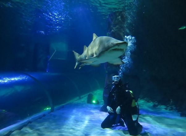 top things to do in Auckland NZ