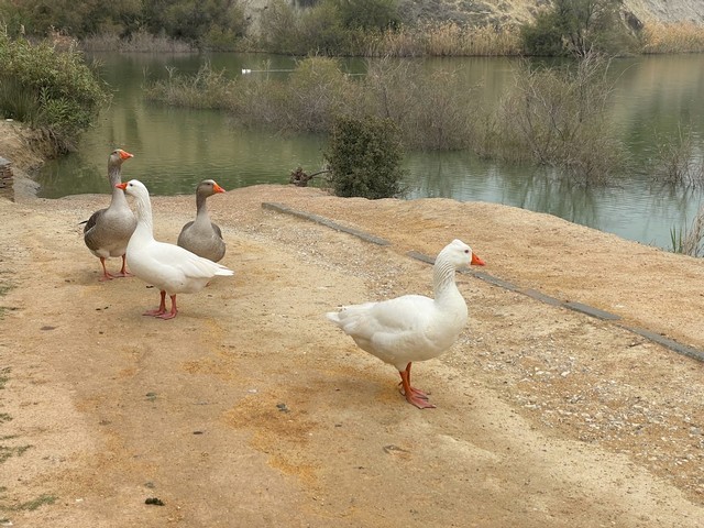 La Barrera Lake in Malaga - بحيرة لا باريرا ملقا