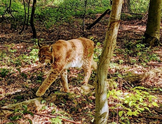 Wildnispark Langenberg Zurich