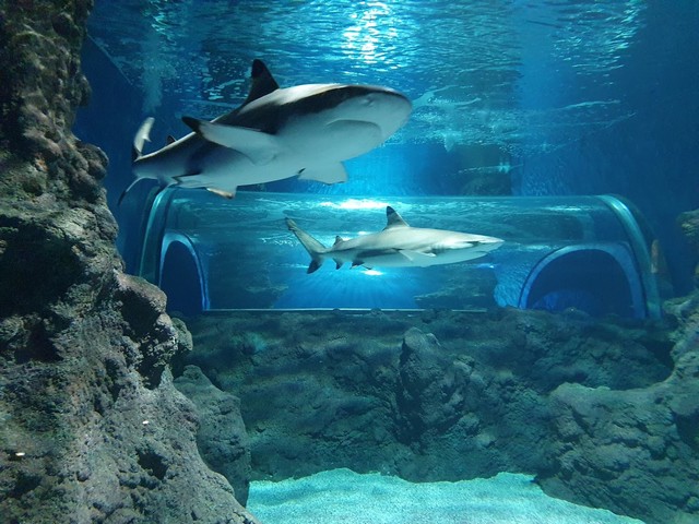 best things to do in Canary Islands with kids
