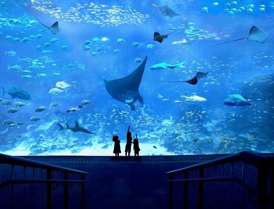 أكواريوم سنغافورة - S.E.A. Aquarium Singapore