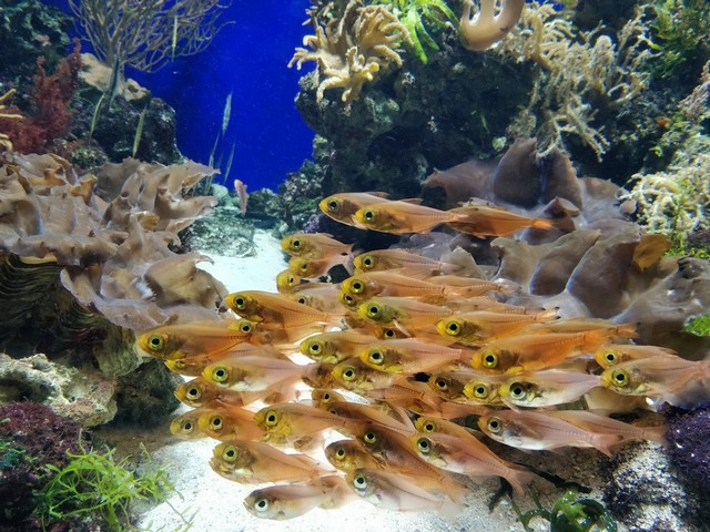 أكواريوم سنغافورة - SEA Aquarium Singapore