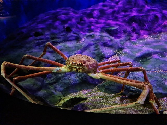اكواريوم سنغافورة - SEA Aquarium Singapore