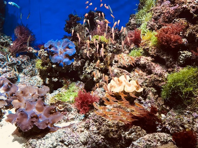 اكواريوم سنغافورة - S.E.A. Aquarium Singapore