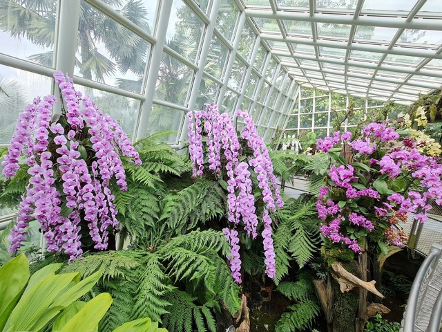 الحديقة النباتية سنغافورة - Singapore Botanic Gardens