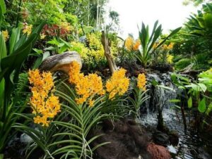 حديقة سنغافورة النباتية - best free things to do in Singapore