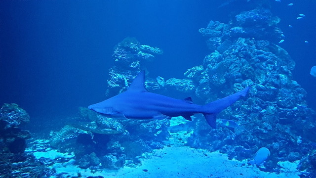 Haga Ocean
