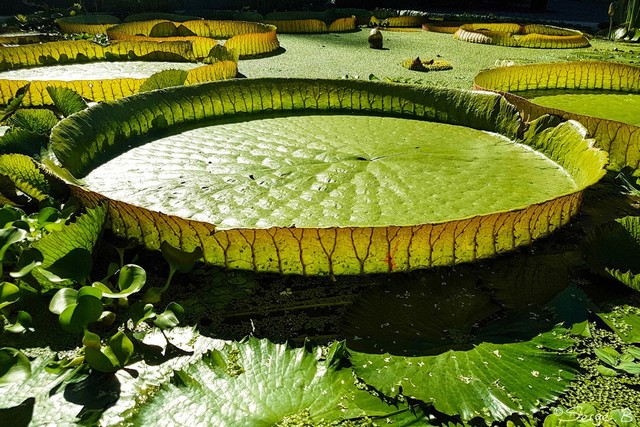 Old Botanical Garden Zurich