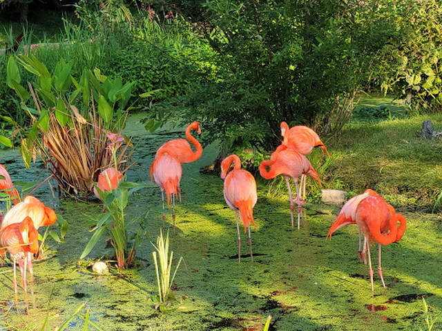 Toronto Zoo