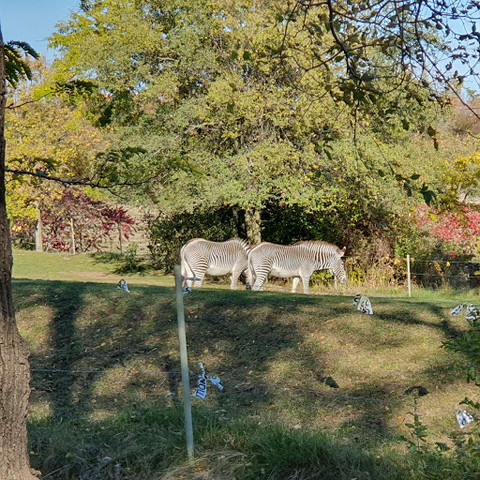 Toronto Zoo