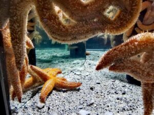 اكواريوم المحيطين كيب تاون - family things to do in Cape Town