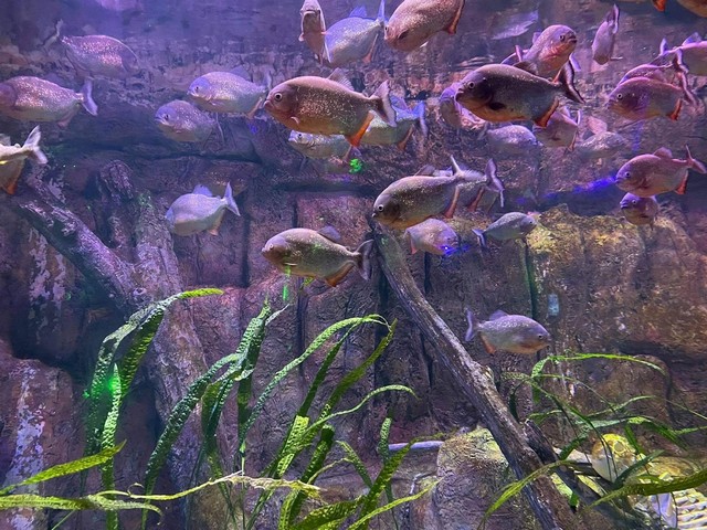Via Sea Aquarium Istanbul