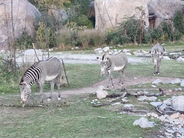 Zurich Zoo