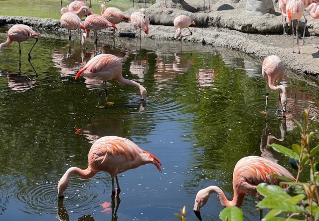 Zurich Zoo