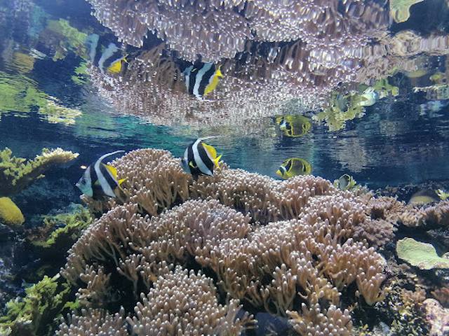 اكواريوم جنوا - Aquarium of Genoa