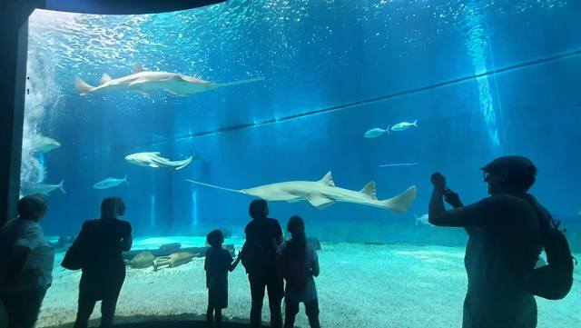 اكواريوم في جنوة - Aquarium of Genoa