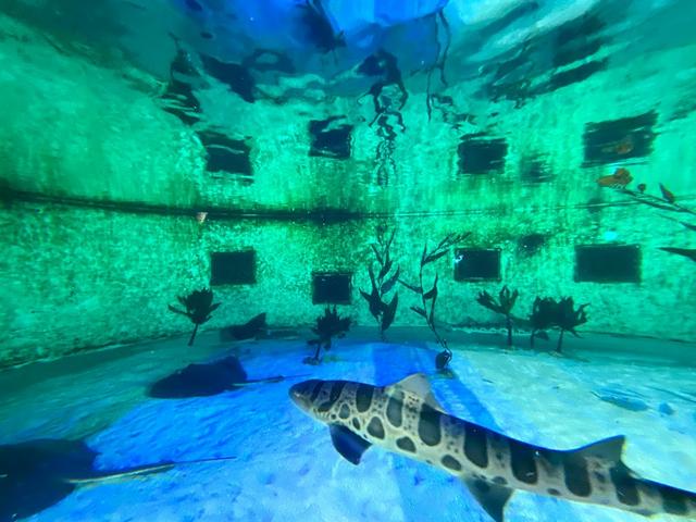 things to do in San Diego with kids