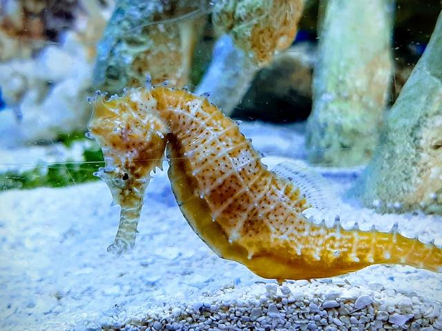 Birch Aquarium San Diego