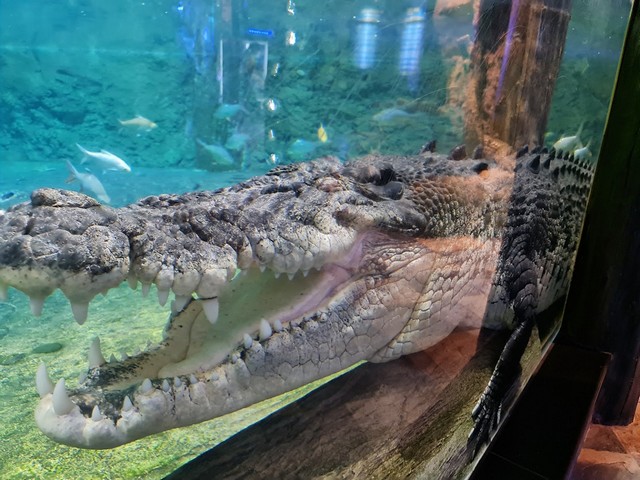 Dubai Aquarium