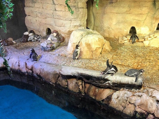 Dubai Aquarium
