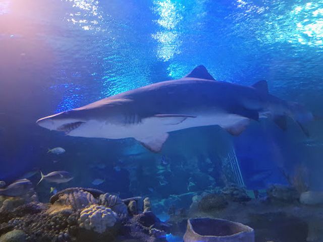  اكواريوم كوالالمبور - Aquaria KLCC