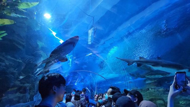  اكواريوم في كوالالمبور - Aquaria KLCC
