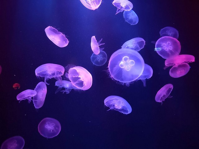 Lost Chambers Aquarium Dubai