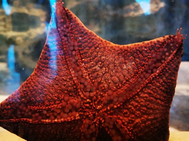 Lost Chambers Aquarium Dubai